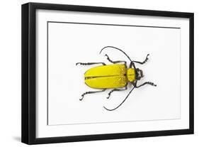 Horn Beetle Celosterna Pollinosa-Darrell Gulin-Framed Photographic Print