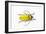 Horn Beetle Celosterna Pollinosa-Darrell Gulin-Framed Photographic Print