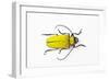 Horn Beetle Celosterna Pollinosa-Darrell Gulin-Framed Photographic Print