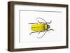 Horn Beetle Celosterna Pollinosa-Darrell Gulin-Framed Photographic Print