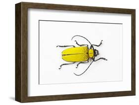 Horn Beetle Celosterna Pollinosa-Darrell Gulin-Framed Photographic Print