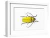 Horn Beetle Celosterna Pollinosa-Darrell Gulin-Framed Photographic Print