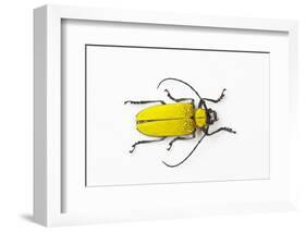 Horn Beetle Celosterna Pollinosa-Darrell Gulin-Framed Photographic Print