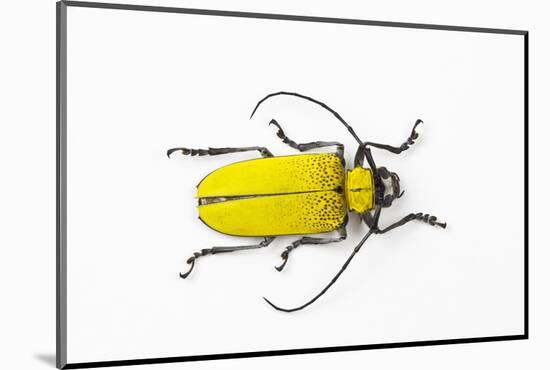 Horn Beetle Celosterna Pollinosa-Darrell Gulin-Mounted Photographic Print