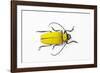 Horn Beetle Celosterna Pollinosa-Darrell Gulin-Framed Photographic Print