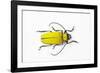 Horn Beetle Celosterna Pollinosa-Darrell Gulin-Framed Photographic Print