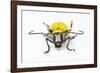 Horn Beetle Celosterna Pollinosa-Darrell Gulin-Framed Photographic Print