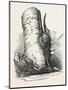 Horn of Deer Found in a Beech Tree in Canada West-null-Mounted Giclee Print