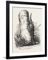 Horn of Deer Found in a Beech Tree in Canada West-null-Framed Giclee Print