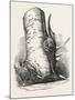 Horn of Deer Found in a Beech Tree in Canada West-null-Mounted Giclee Print