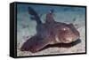 Horn Shark-Hal Beral-Framed Stretched Canvas