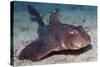 Horn Shark-Hal Beral-Stretched Canvas