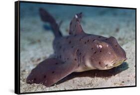 Horn Shark-Hal Beral-Framed Stretched Canvas