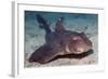 Horn Shark-Hal Beral-Framed Photographic Print