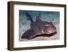 Horn Shark-Hal Beral-Framed Photographic Print