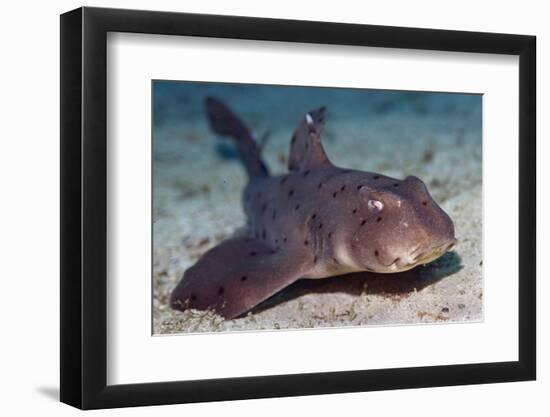 Horn Shark-Hal Beral-Framed Photographic Print