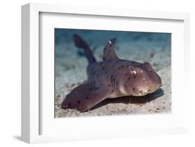 Horn Shark-Hal Beral-Framed Photographic Print