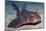 Horn Shark-Hal Beral-Mounted Photographic Print
