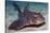 Horn Shark-Hal Beral-Stretched Canvas