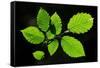 Hornbeam foliage backlit on a spring afternoon, Dorset, UK-Colin Varndell-Framed Stretched Canvas