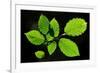 Hornbeam foliage backlit on a spring afternoon, Dorset, UK-Colin Varndell-Framed Photographic Print