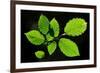 Hornbeam foliage backlit on a spring afternoon, Dorset, UK-Colin Varndell-Framed Photographic Print