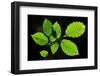 Hornbeam foliage backlit on a spring afternoon, Dorset, UK-Colin Varndell-Framed Photographic Print