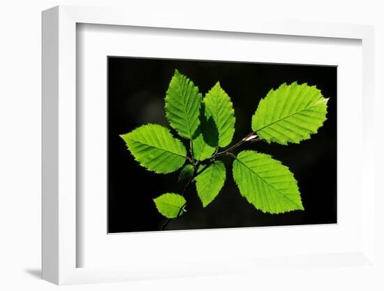 Hornbeam foliage backlit on a spring afternoon, Dorset, UK-Colin Varndell-Framed Photographic Print