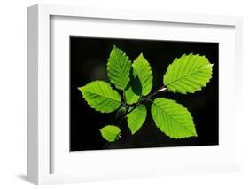 Hornbeam foliage backlit on a spring afternoon, Dorset, UK-Colin Varndell-Framed Photographic Print