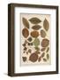 Hornbeam, Hazel, Birch, Barberry and Alder Tree Leaves in Autumn Colours-null-Framed Photographic Print