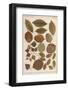 Hornbeam, Hazel, Birch, Barberry and Alder Tree Leaves in Autumn Colours-null-Framed Photographic Print