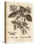 Hornbeam Tree, Carpinus Betulus., 1776 (Engraving)-Johann Sebastien Muller-Stretched Canvas