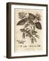 Hornbeam Tree, Carpinus Betulus., 1776 (Engraving)-Johann Sebastien Muller-Framed Giclee Print