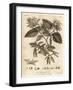 Hornbeam Tree, Carpinus Betulus., 1776 (Engraving)-Johann Sebastien Muller-Framed Giclee Print
