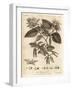 Hornbeam Tree, Carpinus Betulus., 1776 (Engraving)-Johann Sebastien Muller-Framed Giclee Print