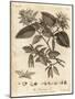 Hornbeam Tree, Carpinus Betulus., 1776 (Engraving)-Johann Sebastien Muller-Mounted Giclee Print