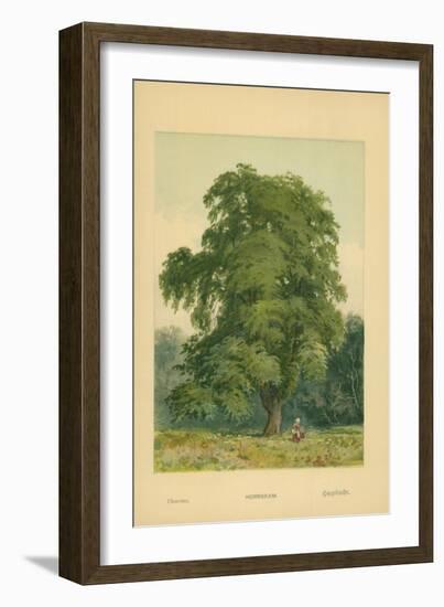 Hornbeam-William Henry James Boot-Framed Giclee Print