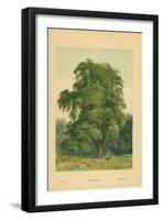 Hornbeam-William Henry James Boot-Framed Giclee Print