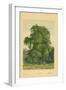 Hornbeam-William Henry James Boot-Framed Giclee Print