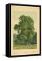 Hornbeam-William Henry James Boot-Framed Stretched Canvas