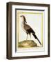 Hornbill, from group of color lithographs of African animals, 18th c.-null-Framed Art Print