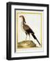 Hornbill, from group of color lithographs of African animals, 18th c.-null-Framed Art Print