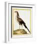 Hornbill, from group of color lithographs of African animals, 18th c.-null-Framed Art Print