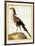 Hornbill, from group of color lithographs of African animals, 18th c.-null-Framed Art Print