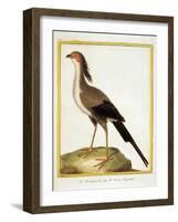 Hornbill, from group of color lithographs of African animals, 18th c.-null-Framed Art Print