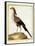 Hornbill, from group of color lithographs of African animals, 18th c.-null-Framed Stretched Canvas