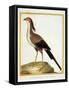 Hornbill, from group of color lithographs of African animals, 18th c.-null-Framed Stretched Canvas