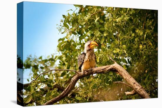 Hornbill Wild Bird-MJO Photo-Stretched Canvas