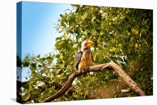 Hornbill Wild Bird-MJO Photo-Stretched Canvas