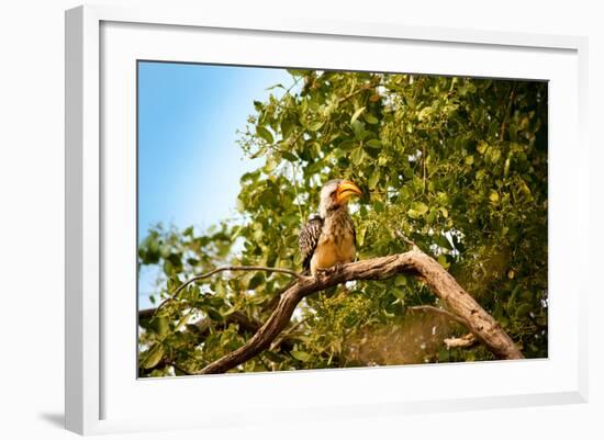 Hornbill Wild Bird-MJO Photo-Framed Photographic Print